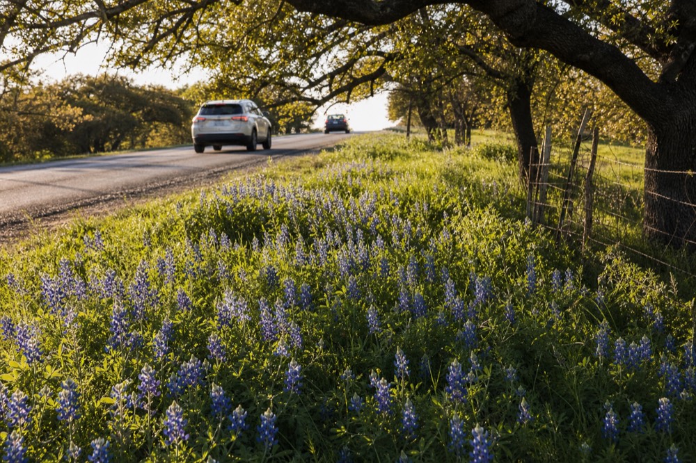 Bluebonnets covering a roadside slope beside a narrow rural Texas road with a wire fence and oak trees