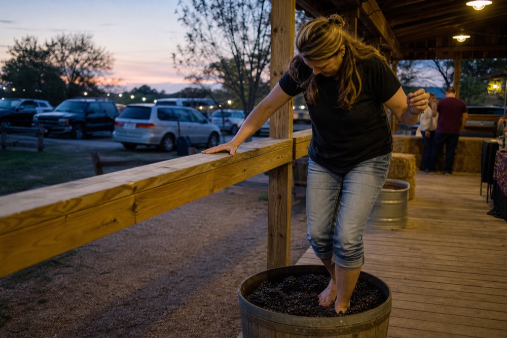 Bare feet in a wooden barrel of dark grapes at an outdoor harvest event with hay bales behind