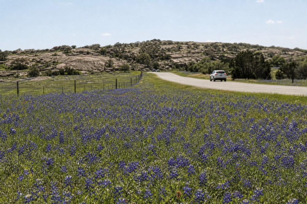 A field of blue wildflowers stretching to a fence line with a narrow country road curving through low granite hills