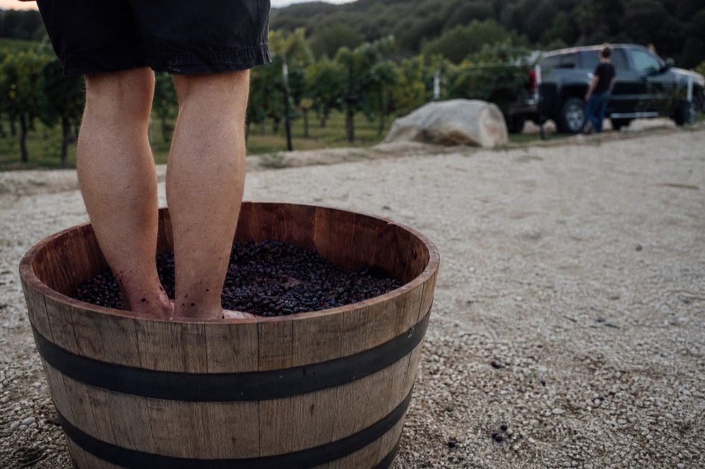 A wooden half-barrel filled with dark grapes on a gravel yard, bare feet standing in it, vineyard rows blurred behind