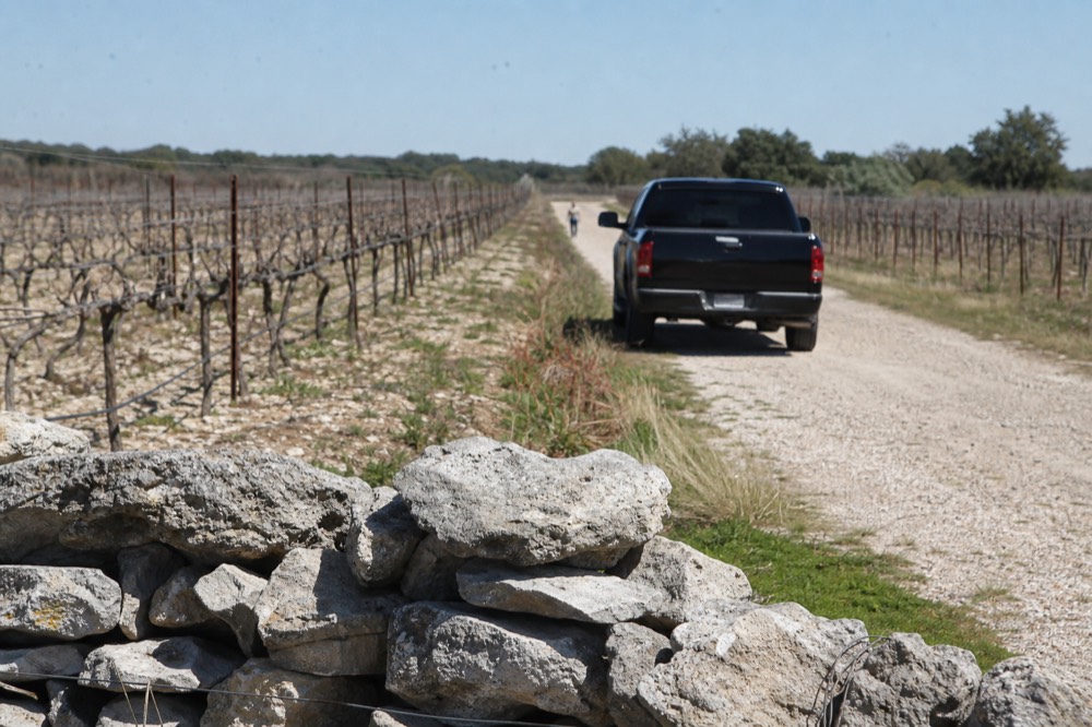 Rows of bare winter vines in pale limestone soil with a low stone wall in the foreground and a cold blue sky